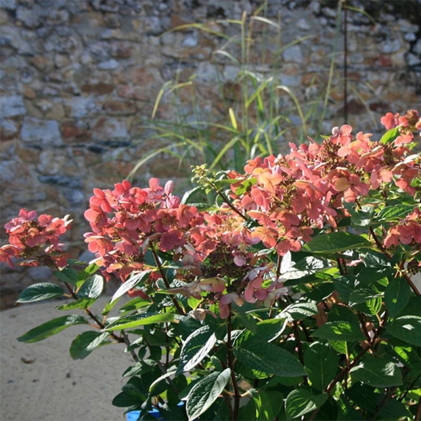 Hydrangea paniculata Sparkling - Pluimhortensia (Groeiplaats)