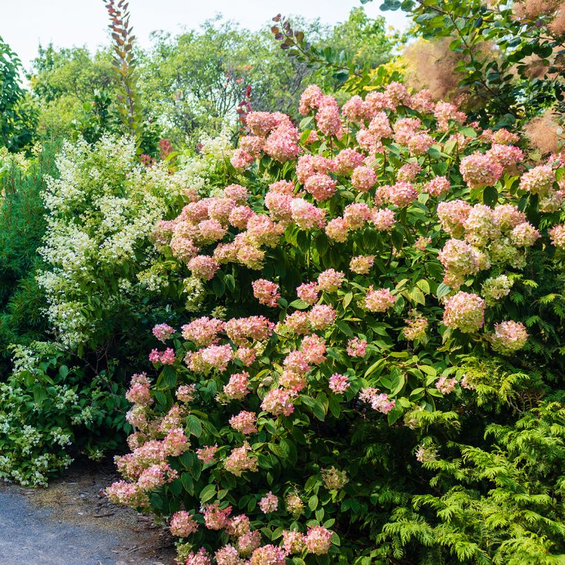 Hydrangea paniculata Sundae Fraise - Pluimhortensia (Plant habit)
