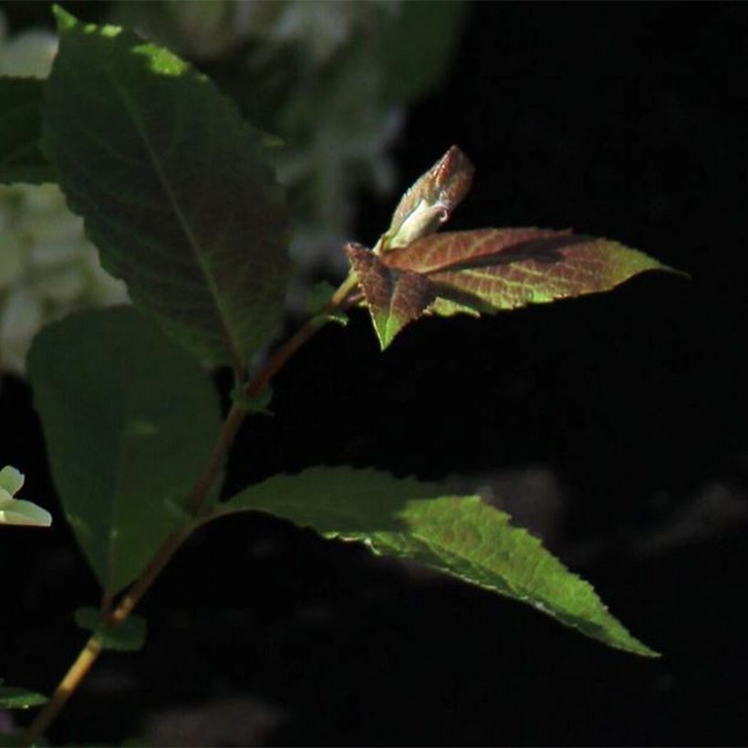 Hydrangea paniculata White Light - Pluimhortensia (Blad)