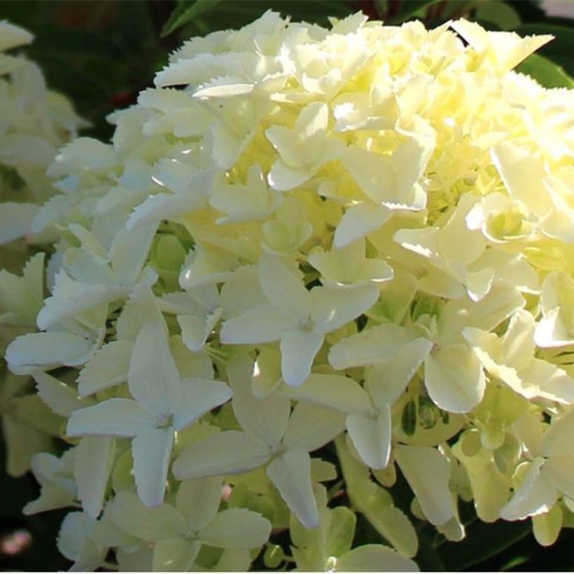 Hydrangea paniculata White Light - Pluimhortensia (Bloei)