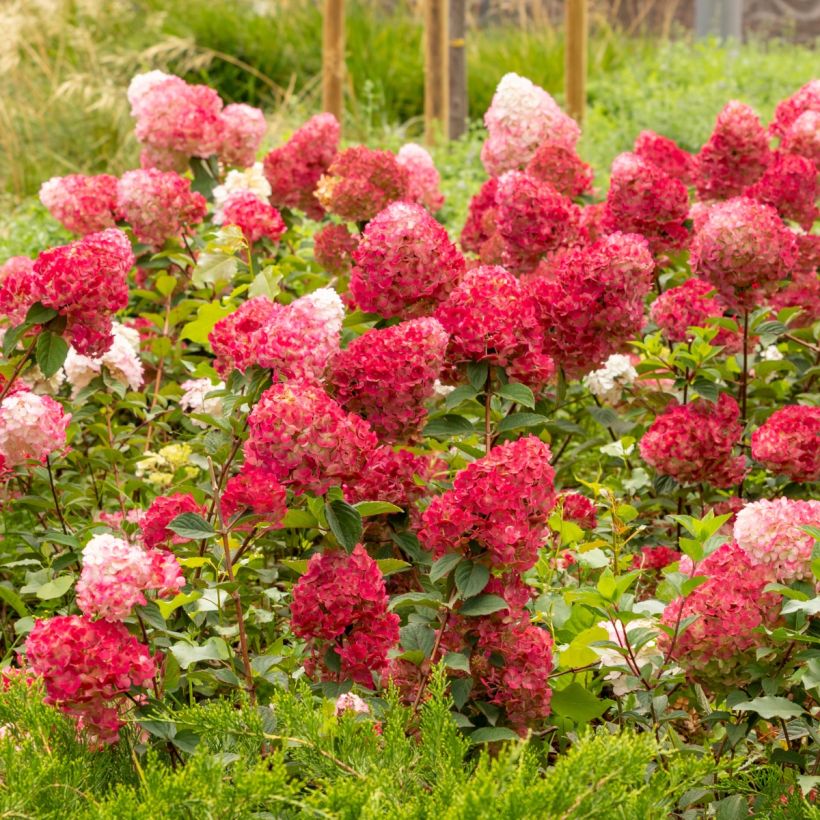 Hydrangea paniculata Wim's red - Pluimhortensia (Groeiplaats)