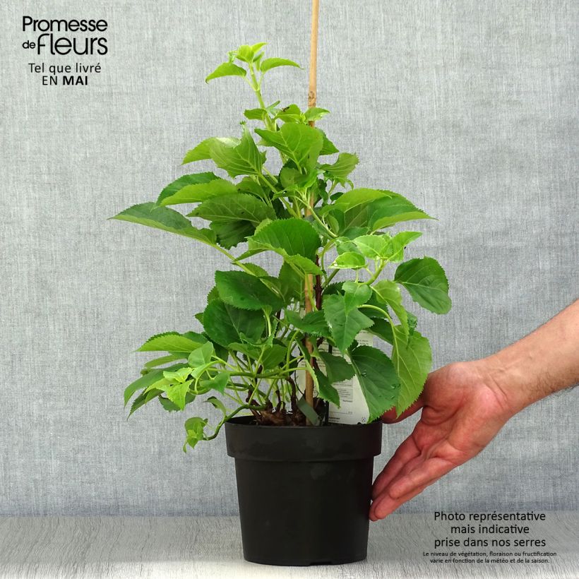 Exemplaar van Hydrangea anomala sp petiolaris - Klimhortensia Pot van 2 l/3 l zoals geleverd in de lente