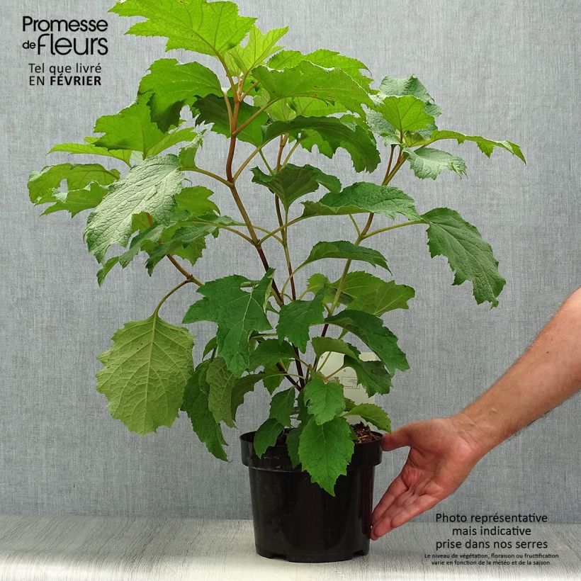 Exemplaar van Hydrangea quercifolia Burgundy - Eikenbladhortensia Pot van 2 l/3 l zoals geleverd in de herfst