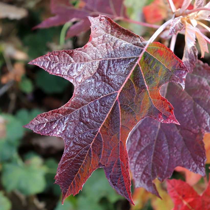 Hydrangea quercifolia Burgundy - Eikenbladhortensia (Blad)