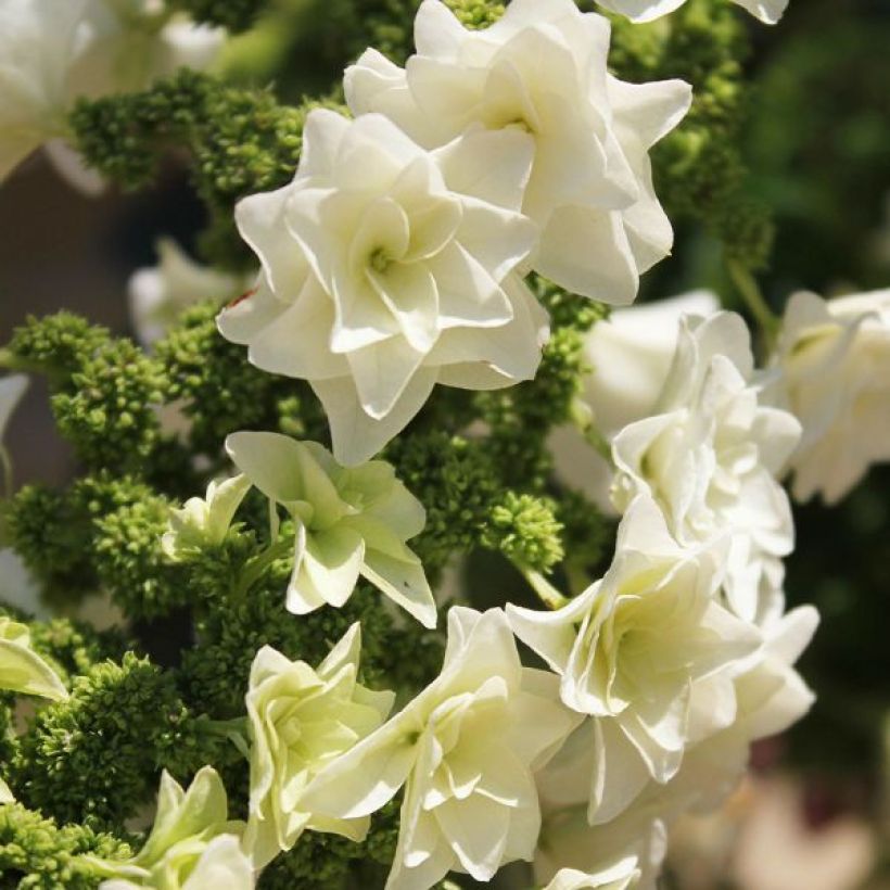 Hydrangea quercifolia Doughill Gatsby Star - Eikenbladhortensia (Bloei)