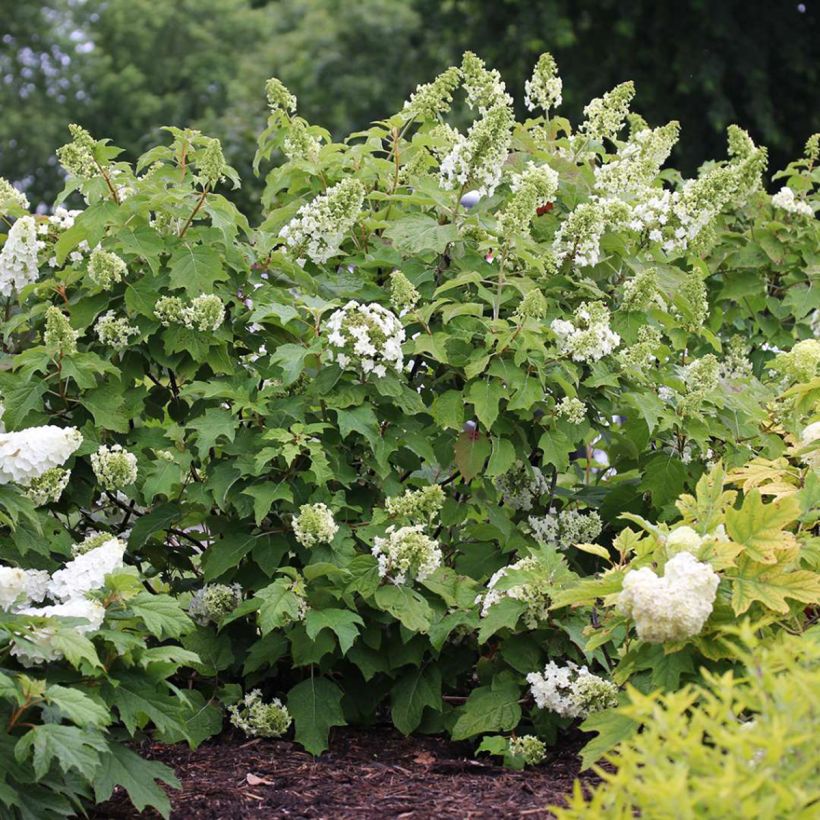 Hydrangea quercifolia Doughill Gatsby Star - Eikenbladhortensia (Groeiplaats)