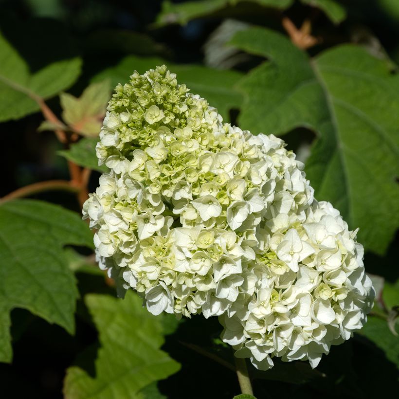 Hydrangea quercifolia Harmony - Eikenbladhortensia (Bloei)