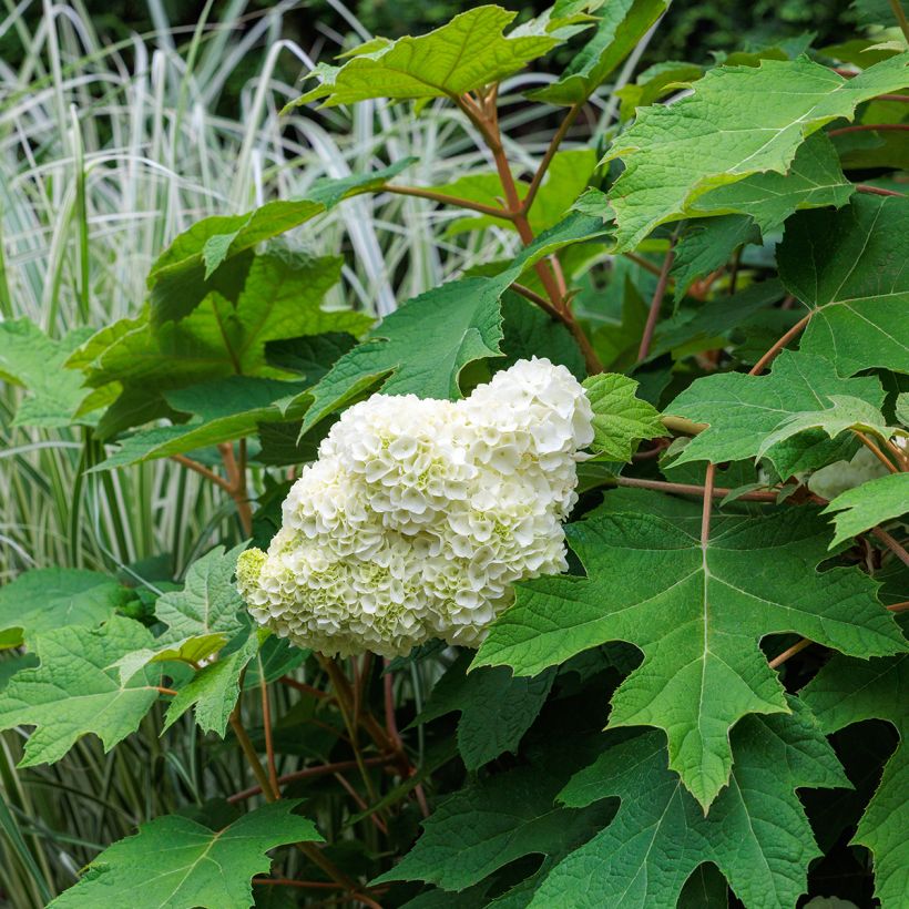 Hydrangea quercifolia Harmony - Eikenbladhortensia (Groeiplaats)