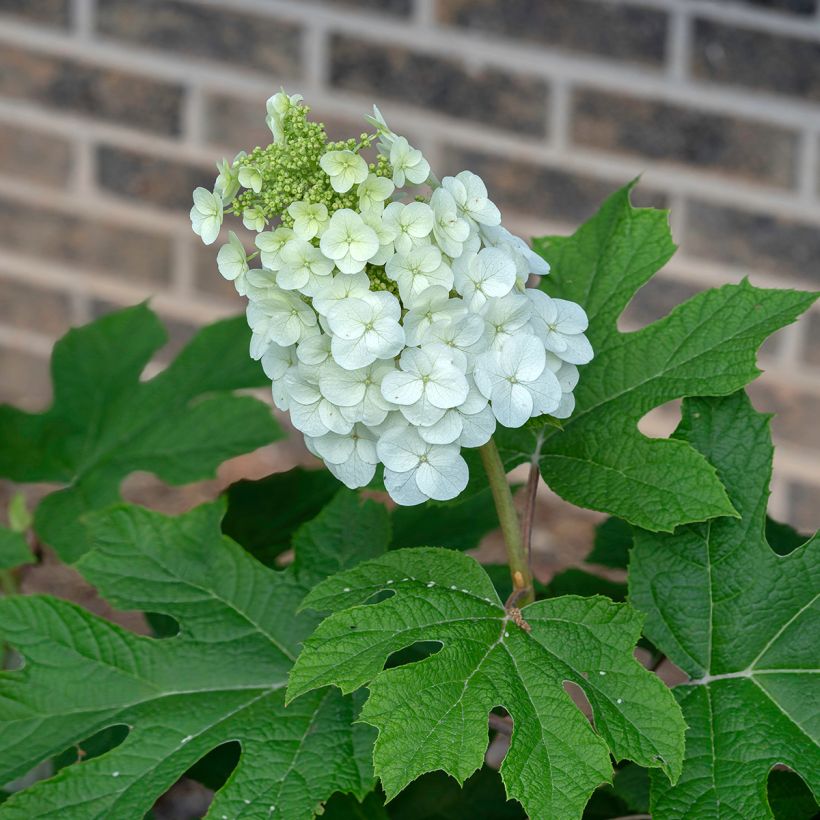 Hydrangea quercifolia Jetstream - Eikenbladhortensia (Bloei)