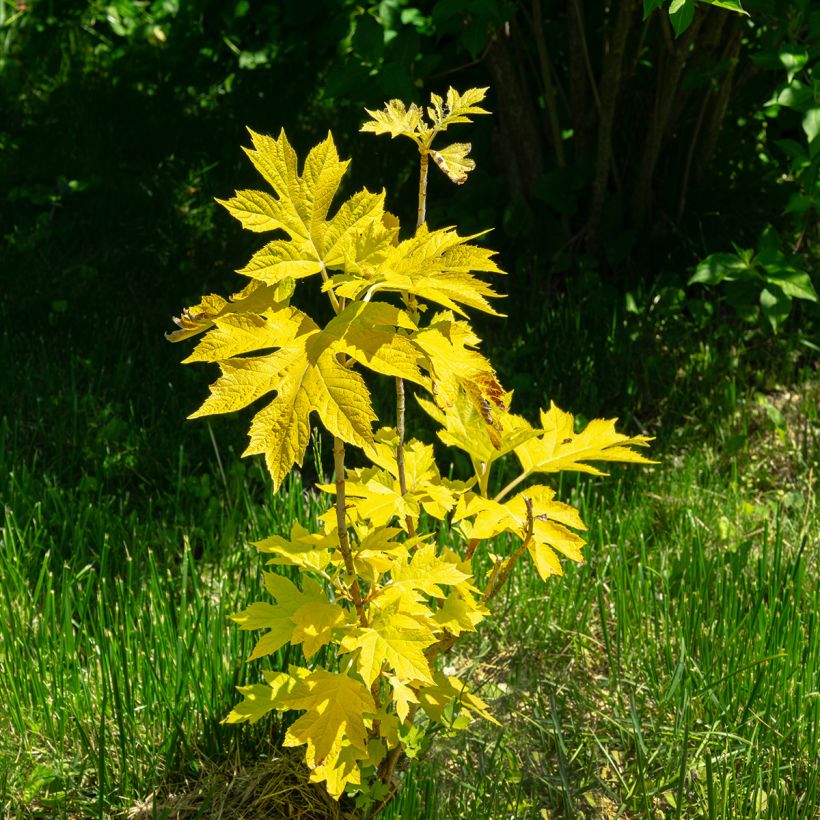 Hydrangea quercifolia Little Honey - Eikenbladhortensia (Groeiplaats)
