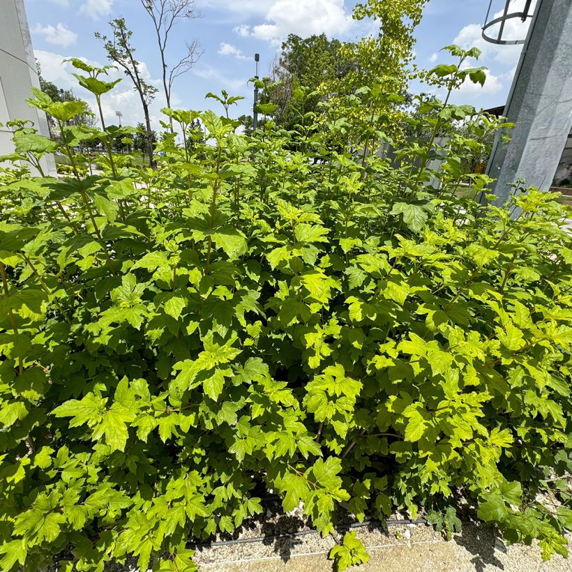 Hydrangea quercifolia Ruby Slippers - Eikenbladhortensia (Groeiplaats)