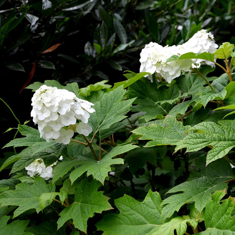 Hydrangea quercifolia Snow Queen - Eikenbladhortensia (Bloei)