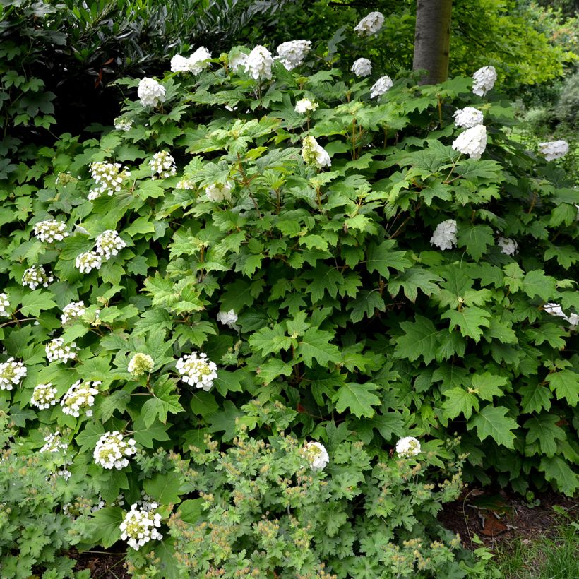 Hydrangea quercifolia Snow Queen - Eikenbladhortensia (Groeiplaats)