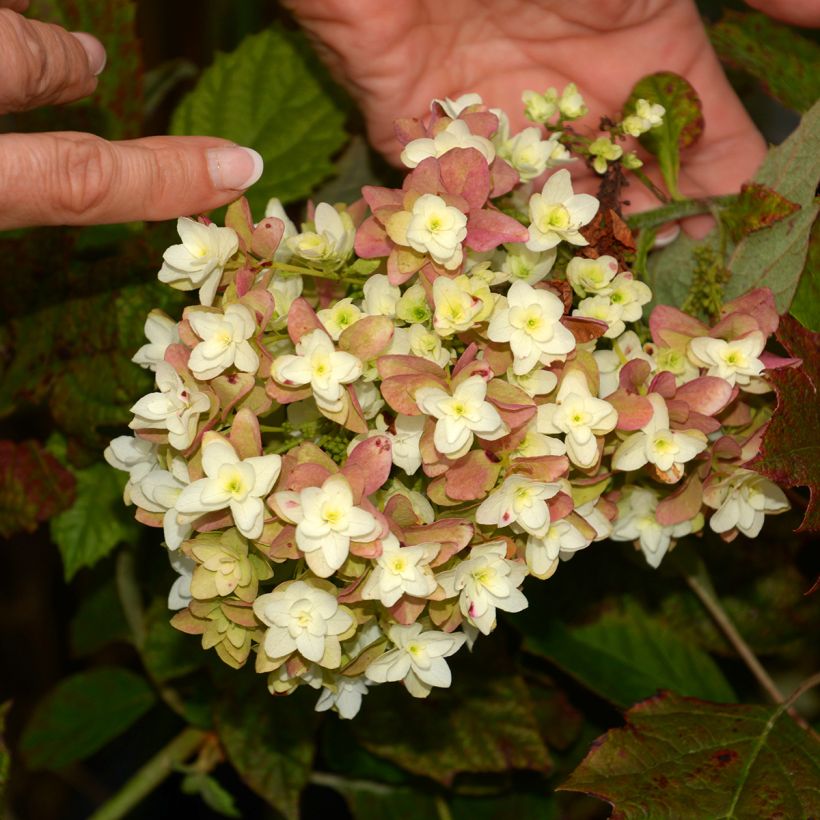 Hydrangea quercifolia Snowflake - Eikenbladhortensia (Bloei)