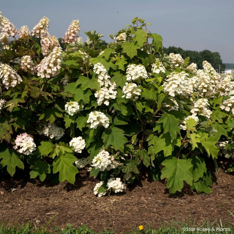 Hydrangea quercifolia Yeti - Hortensia à feuilles de chêne (Groeiplaats)