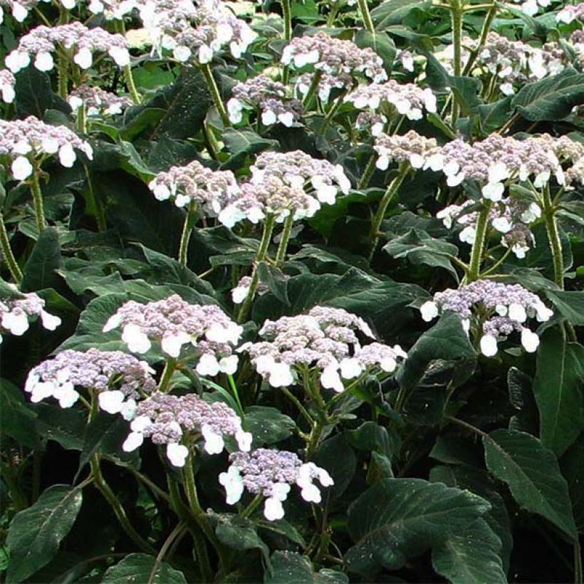 Hydrangea aspera Sargentiana - Fluweelhortensia (Bloei)