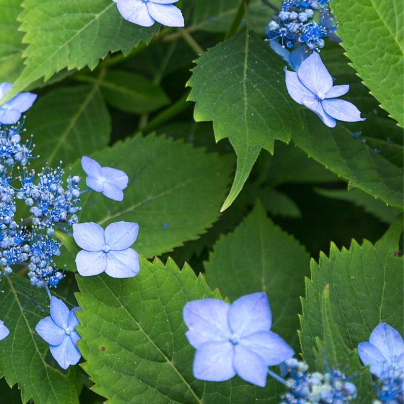 Hydrangea serrata MAGIC SEDUCTION Annie's Blue - Berghortensia (Blad)