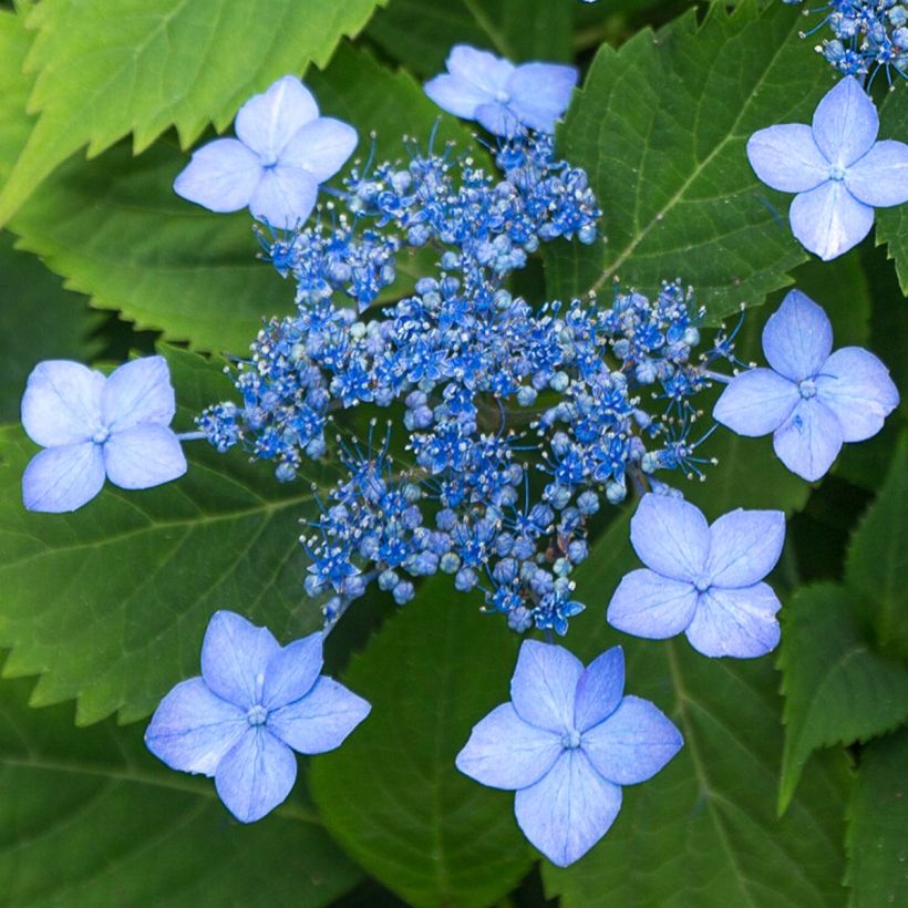 Hydrangea serrata MAGIC SEDUCTION Annie's Blue - Berghortensia (Bloei)