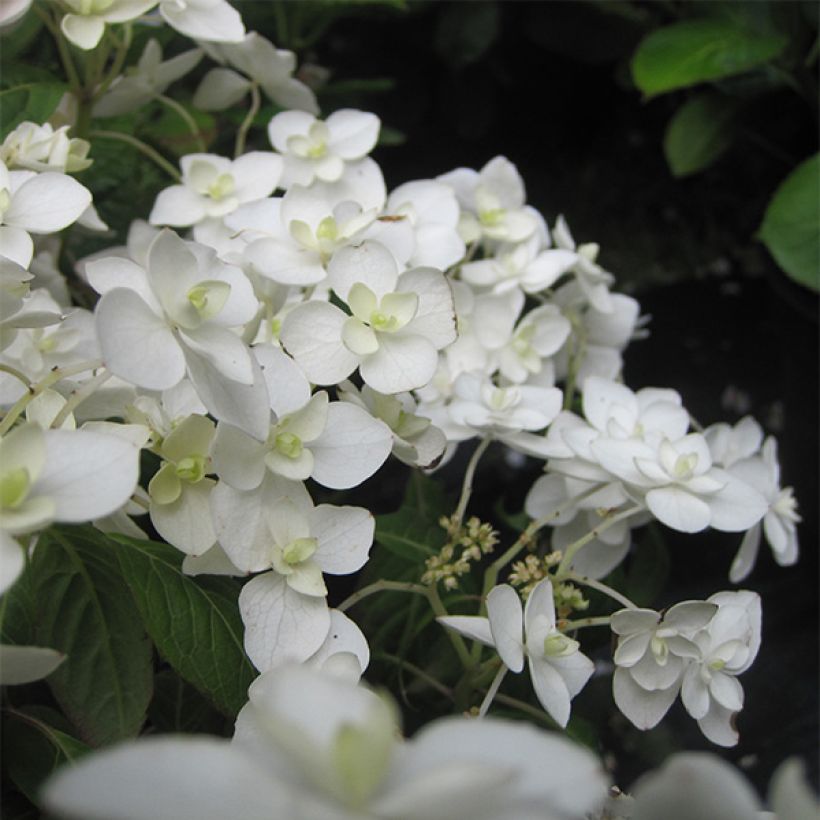 Hydrangea serrata Hakucho - Berghortensia (Bloei)