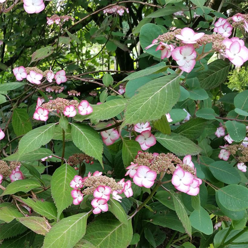 Hydrangea serrata Kiyosumi - Schermhortensia (Bloei)