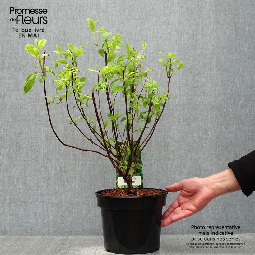 Exemplaar van Hydrangea paniculata Shikoku Flash - Pluimhortensia Pot van 3 l/4 l zoals geleverd in de lente