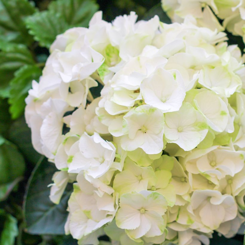 Hydrangea macrophylla Bright White - Bolhortensia (Bloei)