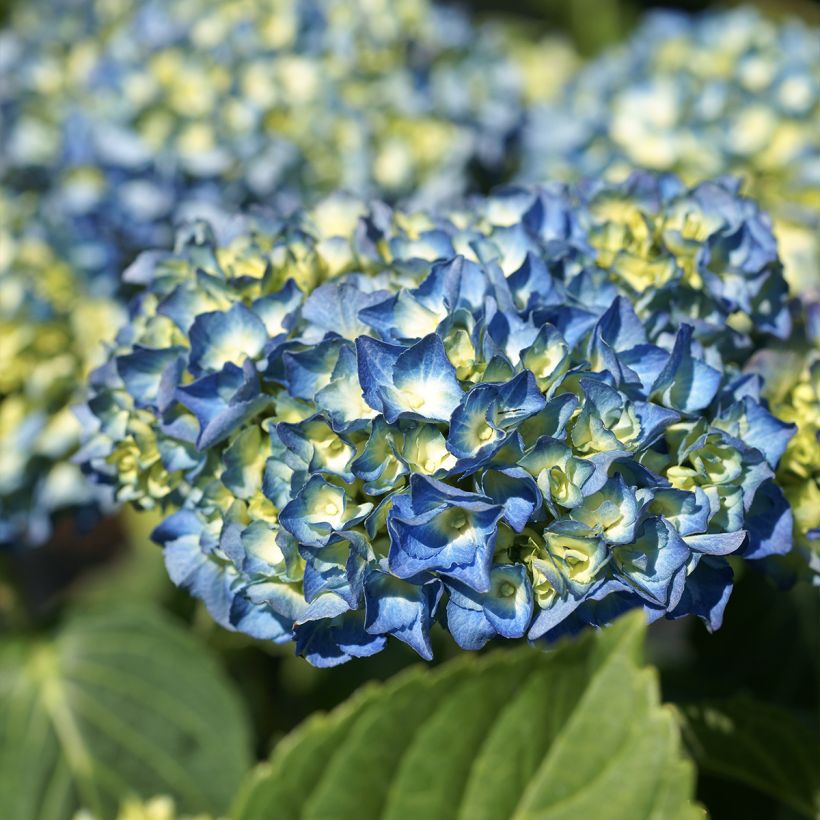 Hydrangea macrophylla Renate Steiniger - Bolhortensia (Bloei)