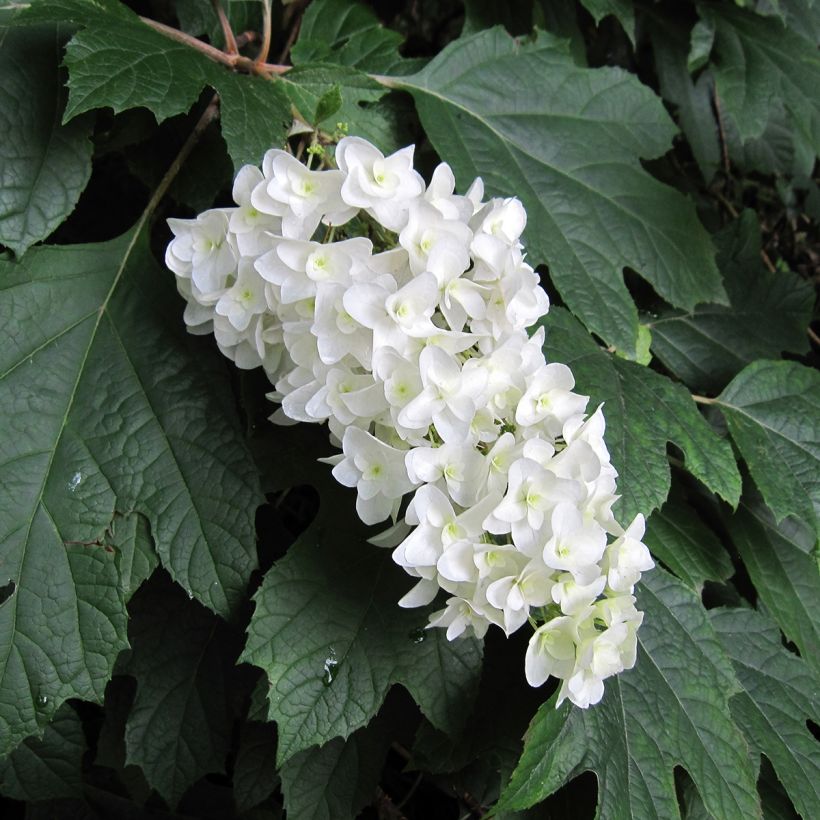 Hydrangea quercifolia - Eikenbladhortensia (Bloei)