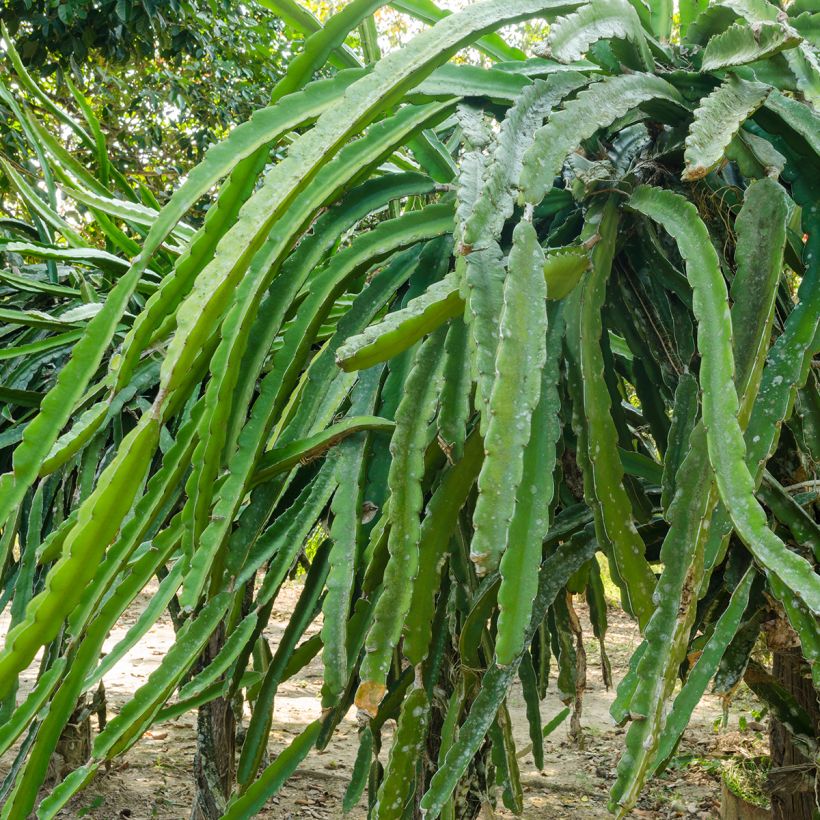 Drakenfruit - Selenicereus megalanthus (Blad)