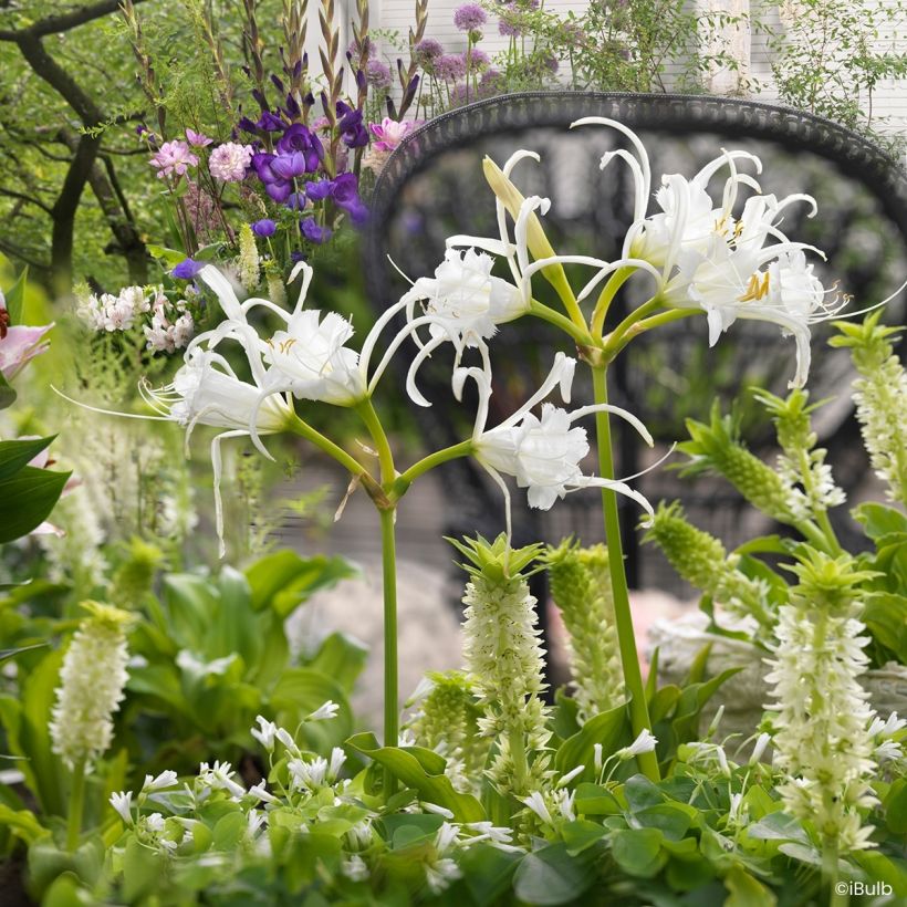 Ismène festalis Zwanenburg - Lis araignée (Groeiplaats)