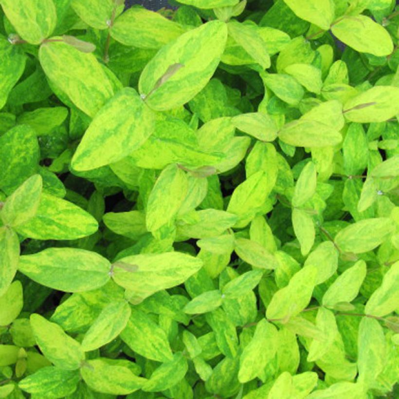 Hypericum Golden Beacon - Hertshooi (Blad)