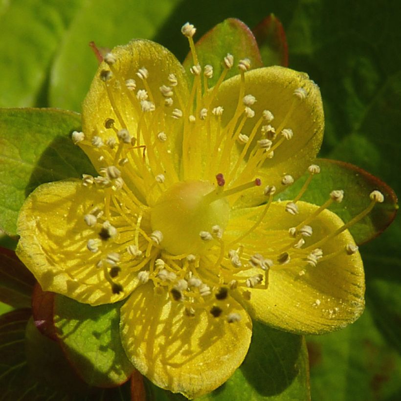 Hypericum Golden Beacon - Hertshooi (Bloei)