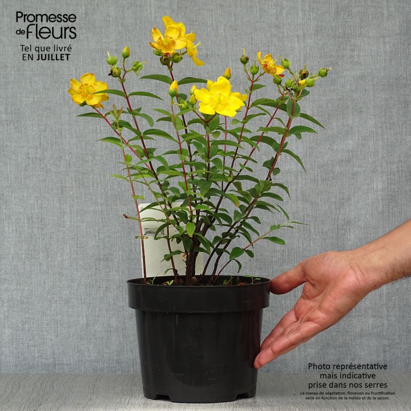Exemplaar van Hypericum Hidcote - Hertshooi Pot van 2 l/3 l zoals geleverd in de zomer