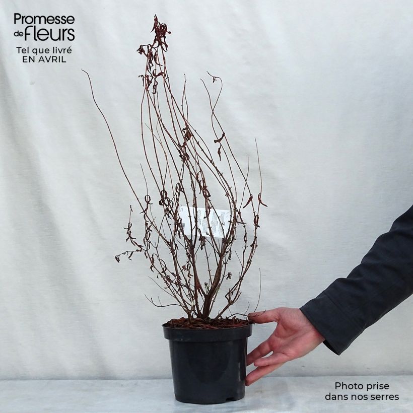 Exemplaar van Hypericum Hidcote - Hertshooi Pot van 2 l/3 l zoals geleverd in de lente