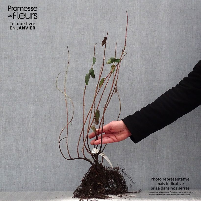 Exemplaar van Hypericum Hidcote - Hertshooi Naakte wortel zoals geleverd in de winter