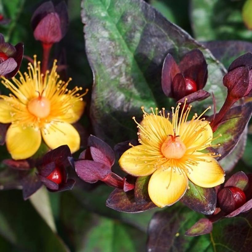 Hypericum Miracle Night - Hertshooi (Bloei)
