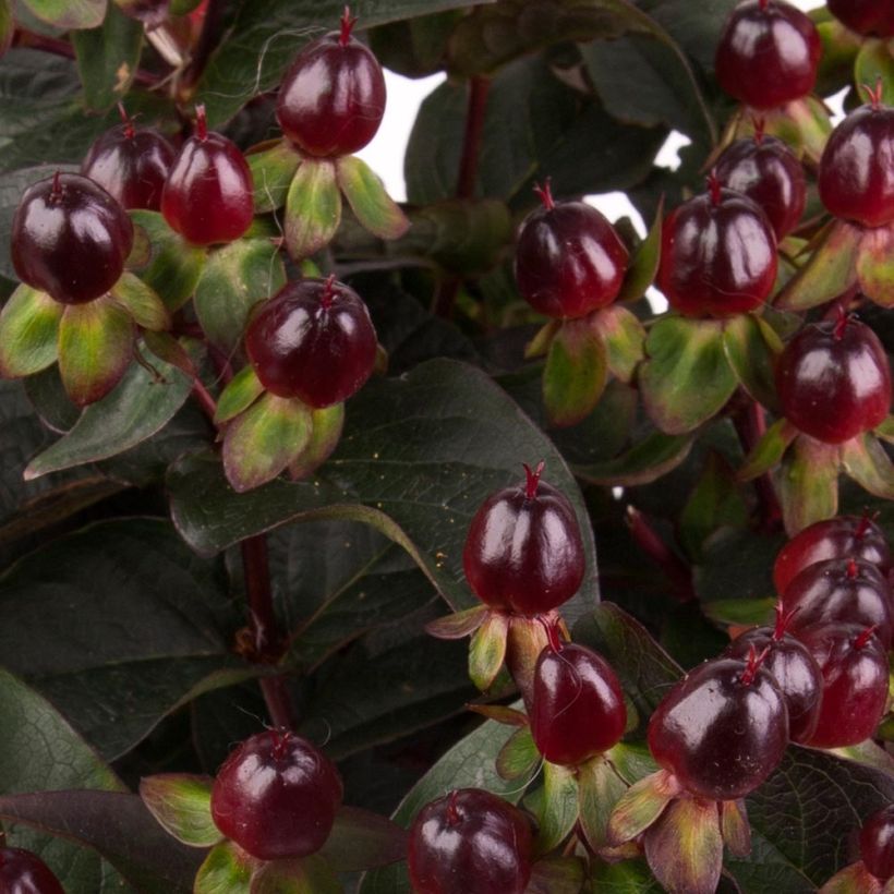 Hypericum Miracle Night - Hertshooi (Oogst)