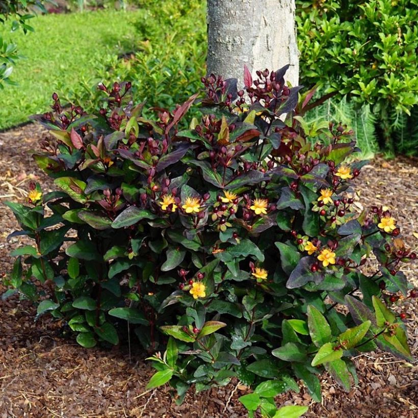 Hypericum Miracle Night - Hertshooi (Groeiplaats)