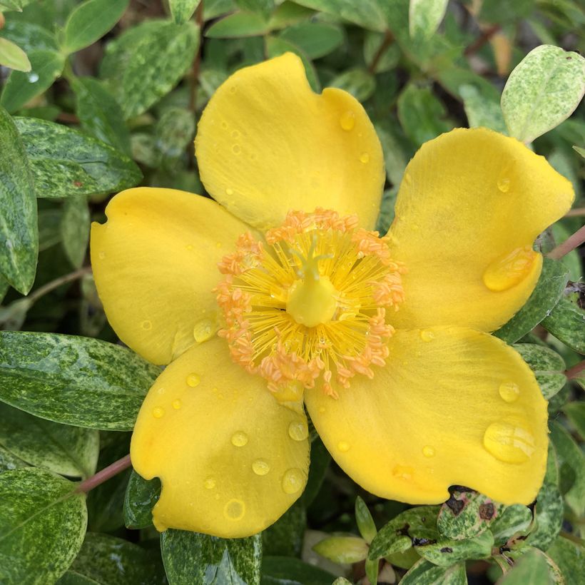 Hypericum Radiance - Hertshooi (Bloei)