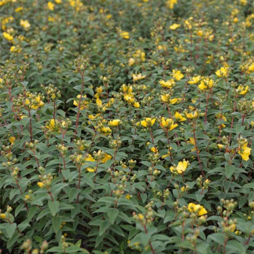 Hypericum Hidcote - Hertshooi (Blad)