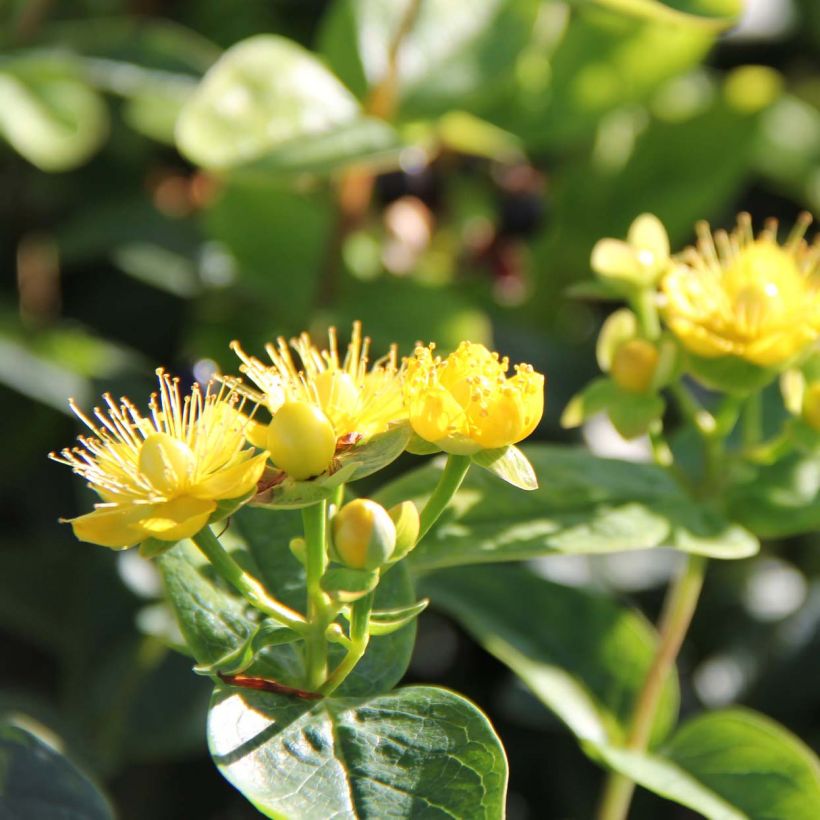 Hypericum inodorum Magical Sunshine - Hertshooi (Bloei)