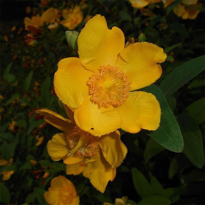Hypericum moserianum - Hertshooi (Bloei)