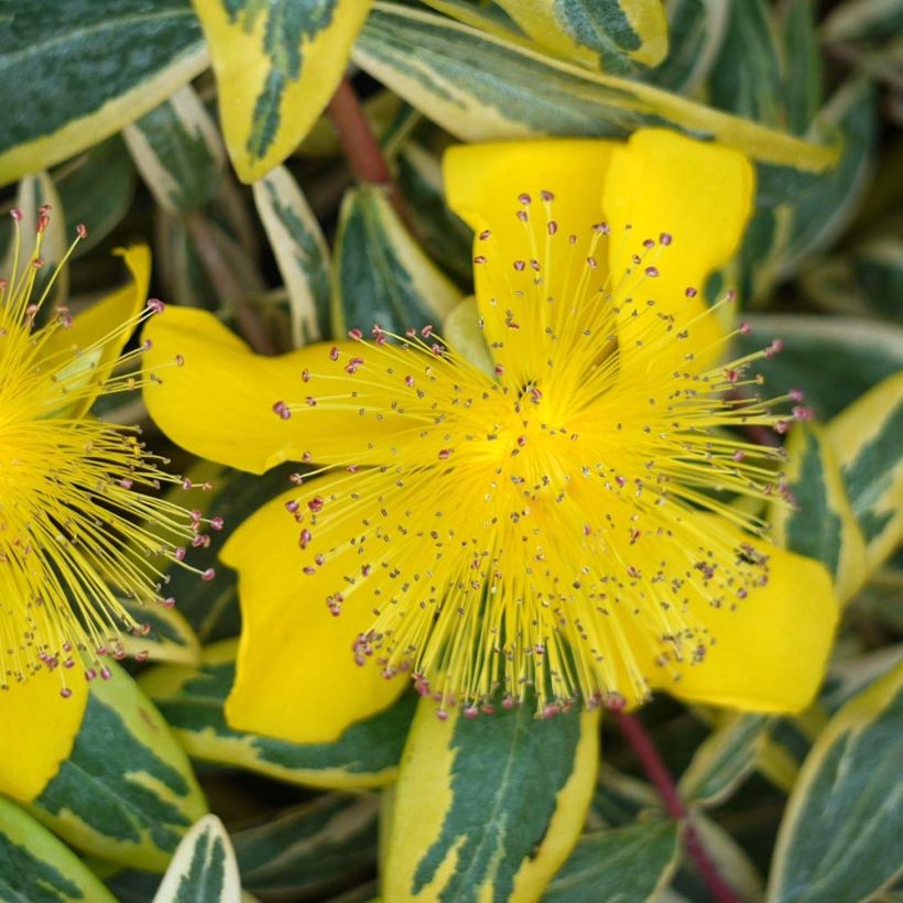 Hypericum calycinum Carnival - Hertshooi (Bloei)
