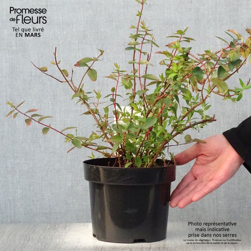 Exemplaar van Hypericum dummeri Peter Dummer - Hertshooi Pot van 3 l/4 l zoals geleverd in de lente