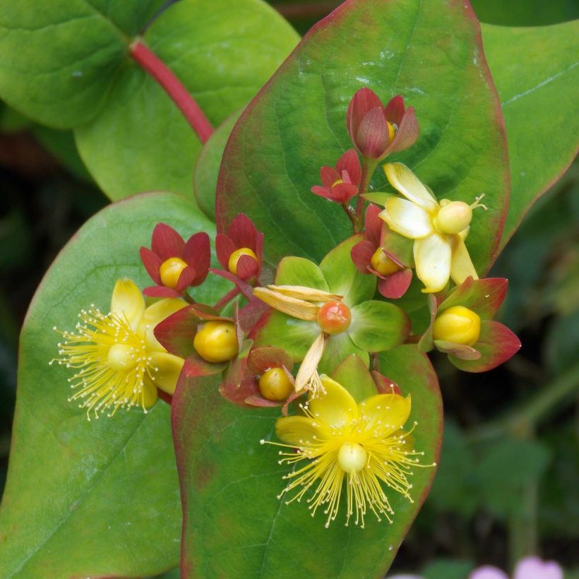Hypericum Elstead - Hertshooi (Bloei)
