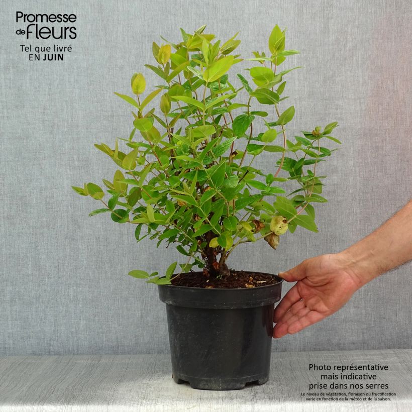 Example of Hypericum inodorum Magical Beauty - Hertshooi Pot van 3 l/4 l as you get in printemps