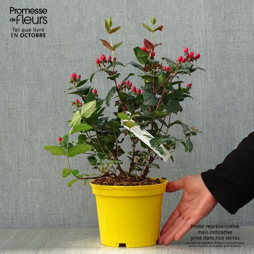Exemplaar van Hypericum inodorum Magical Red Flame - Hertshooi Pot van 2 l/3 l zoals geleverd in de herfst