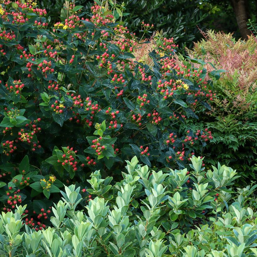 Hypericum inodorum Magical Red Flame - Hertshooi (Groeiplaats)