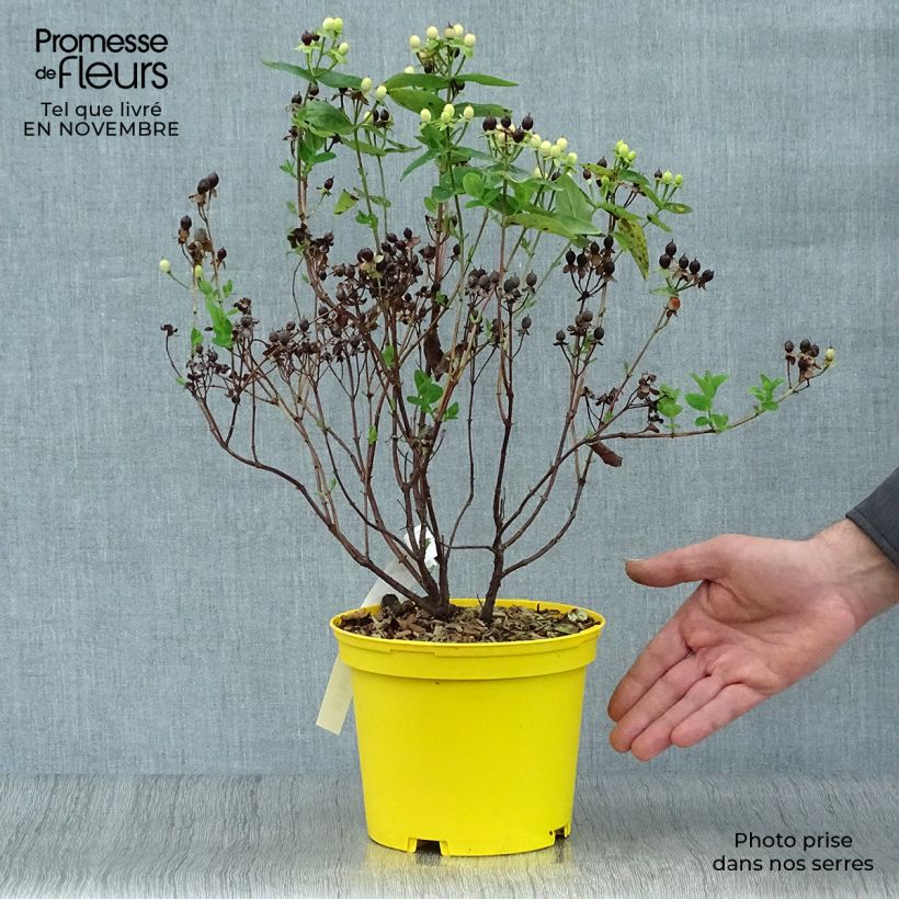 Exemplaar van Hypericum inodorum Magical Sunshine - Hertshooi Pot van 2 l/3 l zoals geleverd in de herfst