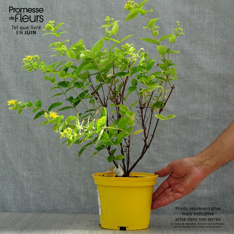 Exemplaar van Hypericum inodorum Magical Sunshine - Hertshooi Pot van 2 l/3 l zoals geleverd in de zomer